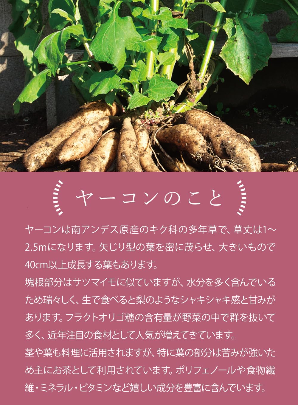 Amazon.co.jp: 健康・野草茶センター 国産 ヤーコン茶 ティーパック 30